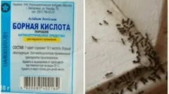 Przepisy do stosowania kwasu borowego z mrówek